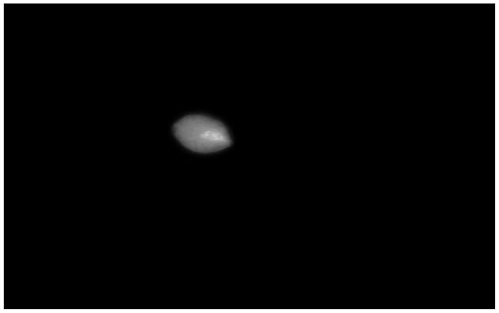 Fluorescent staining solution and application thereof