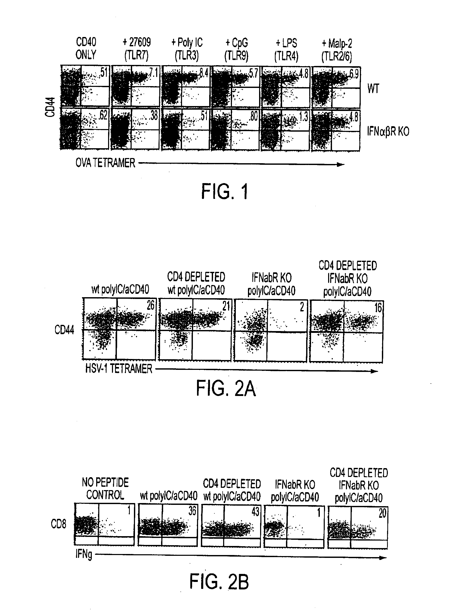 Cd40 agonist antibody/type 1 interferon synergistic adjuvant combination, conjugates containing and use thereof as a therapeutic to enhance cellular immunity