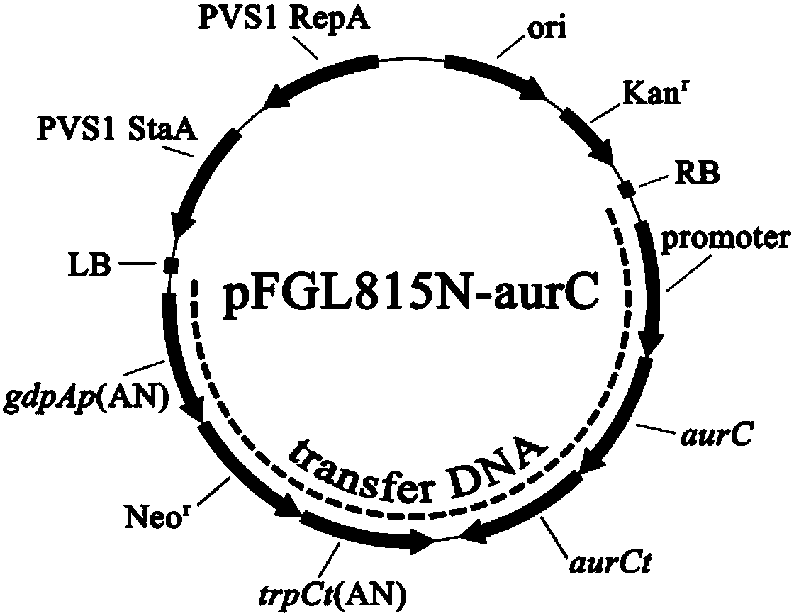 Construction method for endophytic fungus efficient genetic system and application thereof