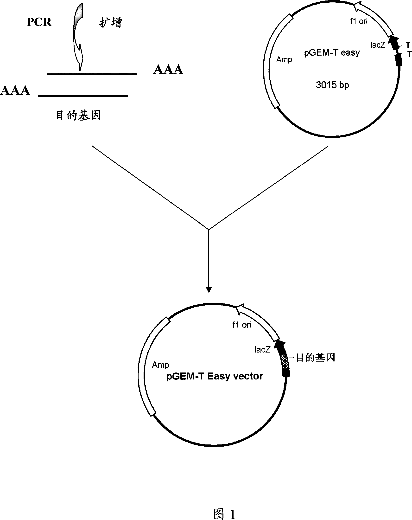 Recombinant expression and use for pertussis vaccine protective antigen