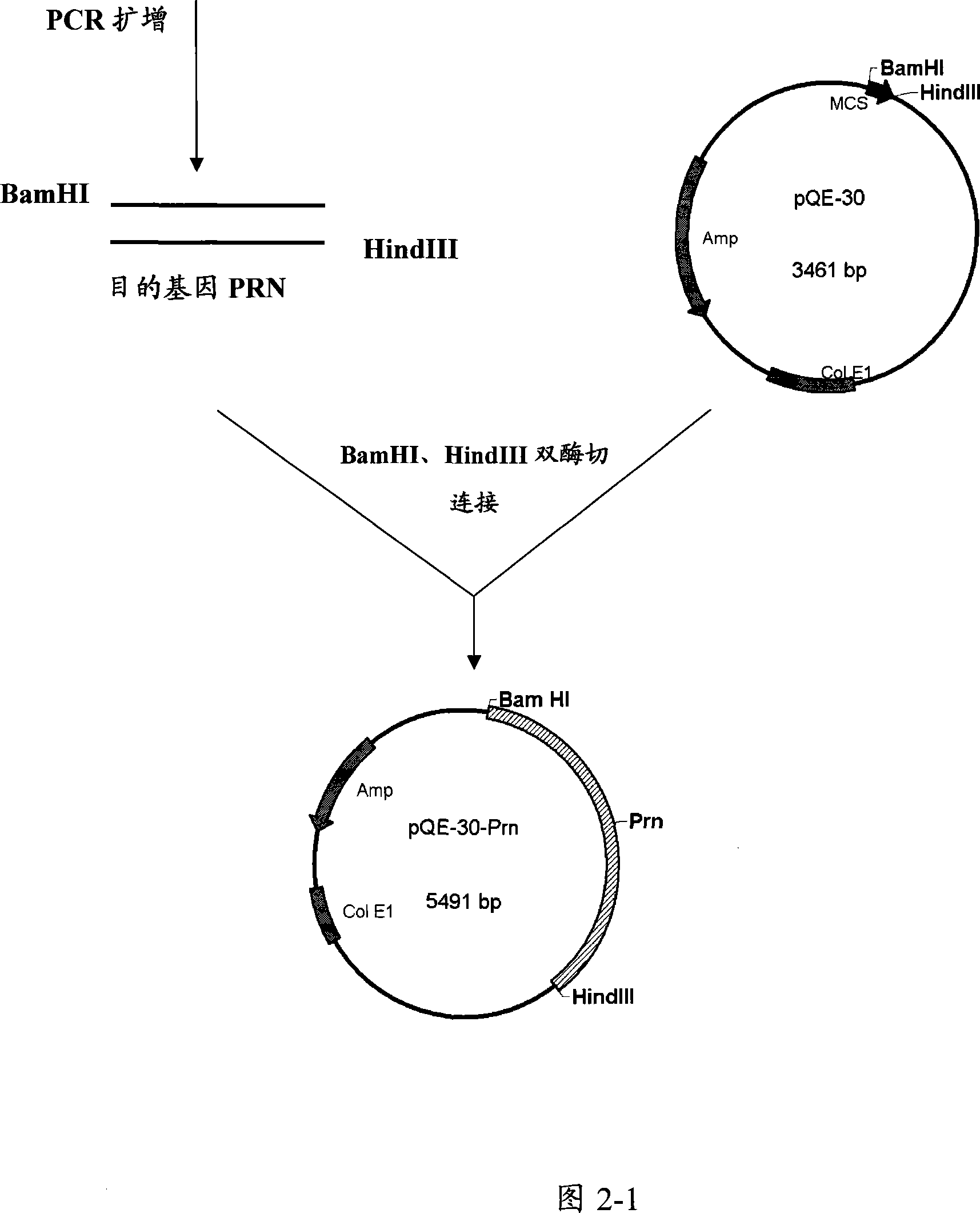 Recombinant expression and use for pertussis vaccine protective antigen