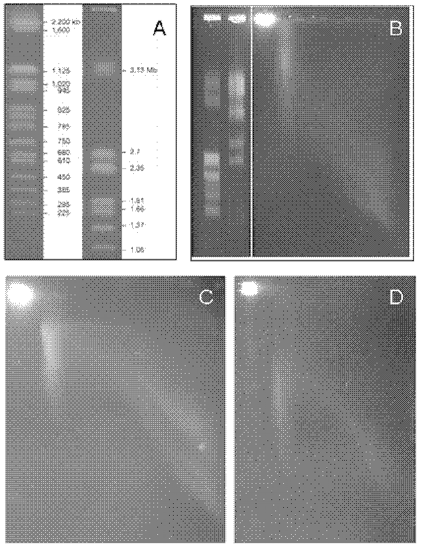 Method for determining double minute chromosome sequences in human ovarian carcinoma cell line UACC-1598