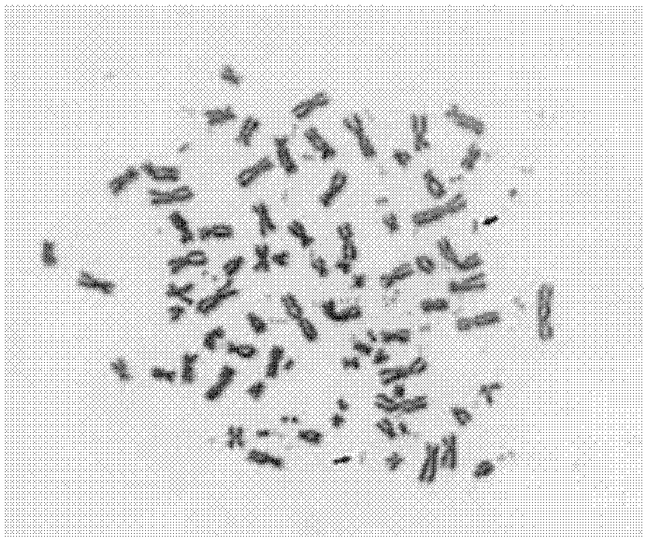 Method for determining double minute chromosome sequences in human ovarian carcinoma cell line UACC-1598