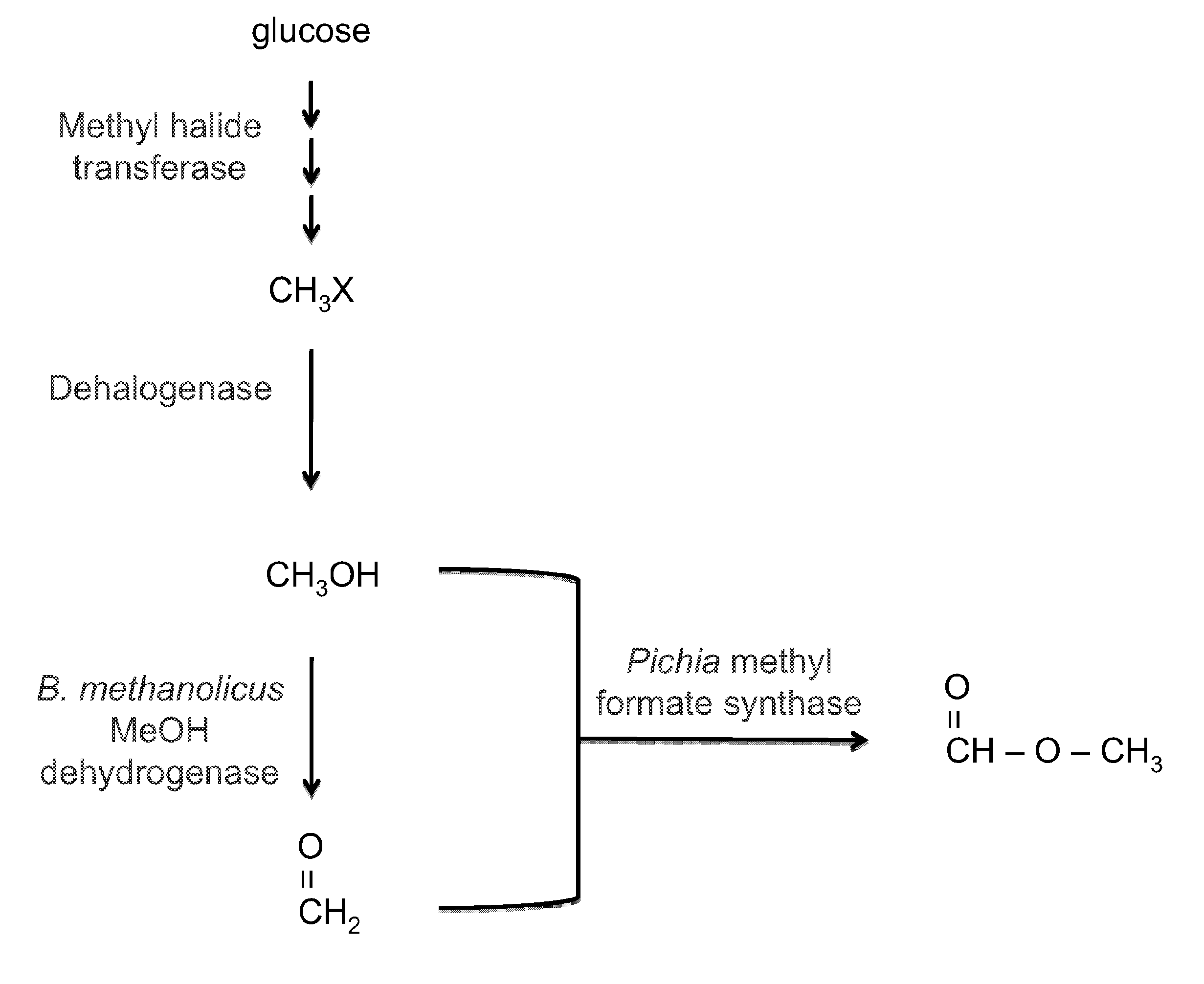 Cell-based systems for production of methyl formate