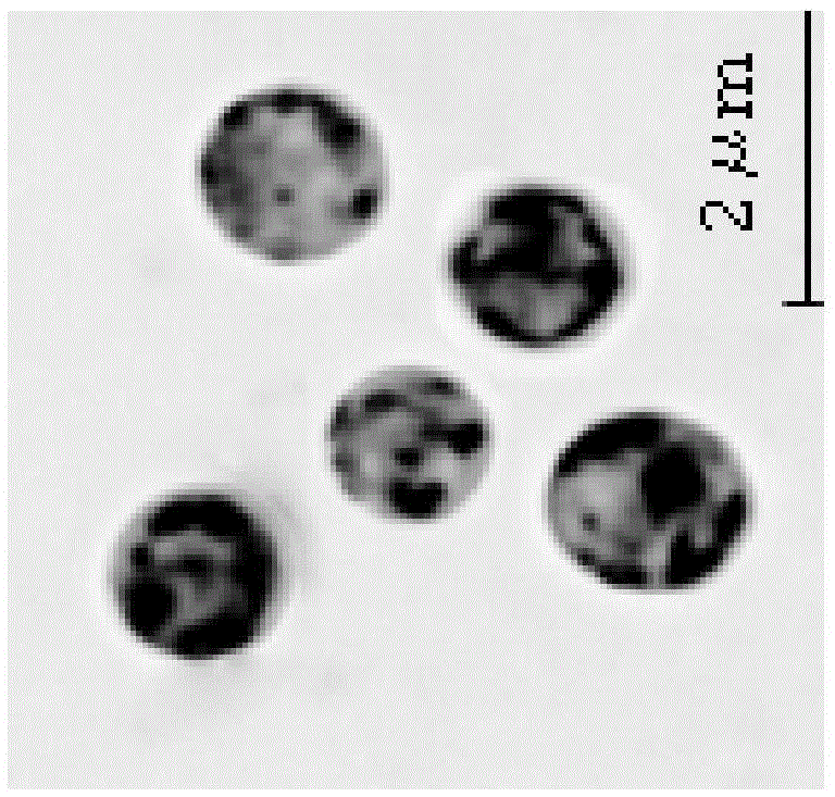 A freshwater alga chlorella sorokiniana HN01 and its application