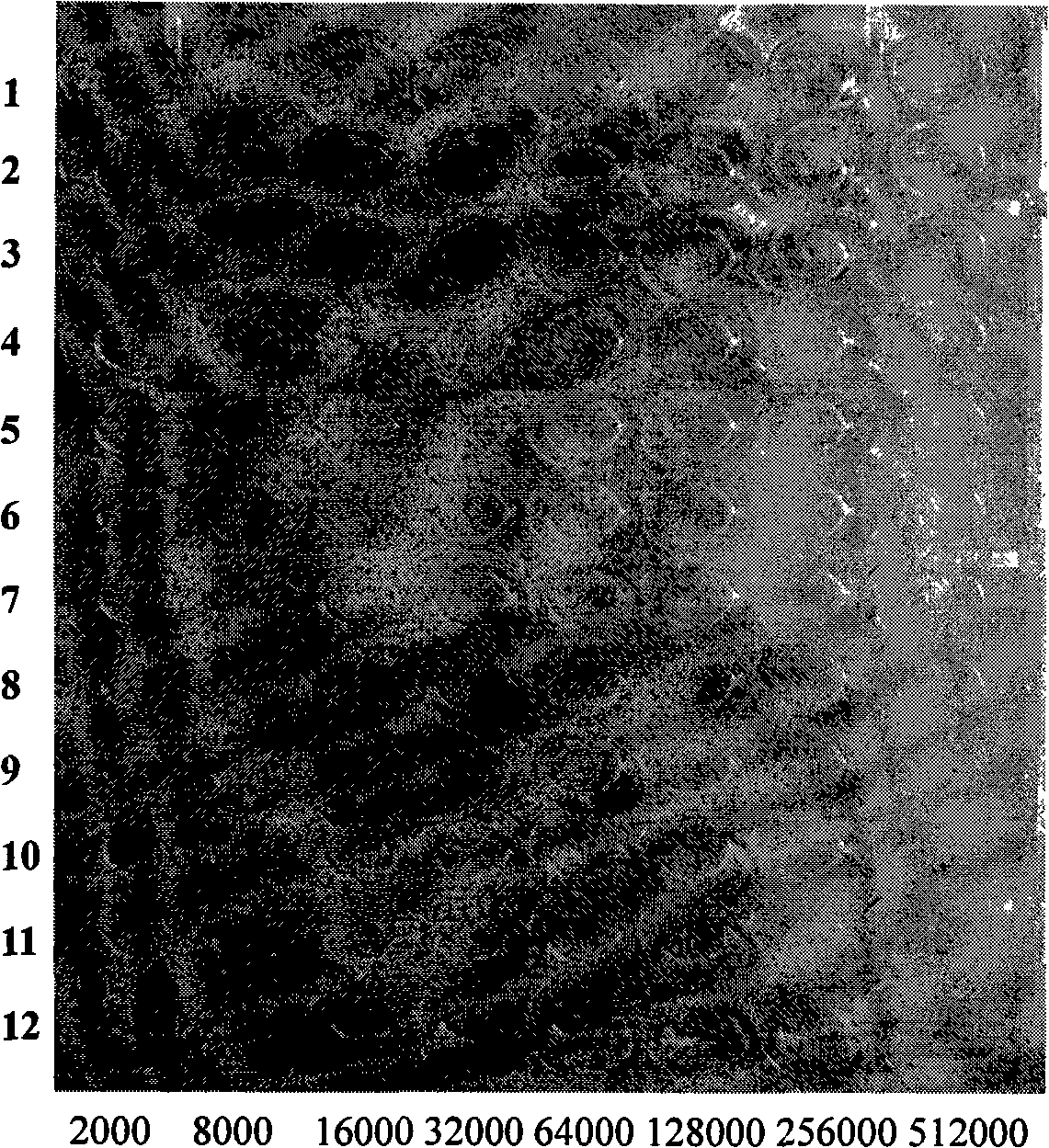 Tumour treatment vaccine CTP37CRM197 immunogen, preparation method and application thereof