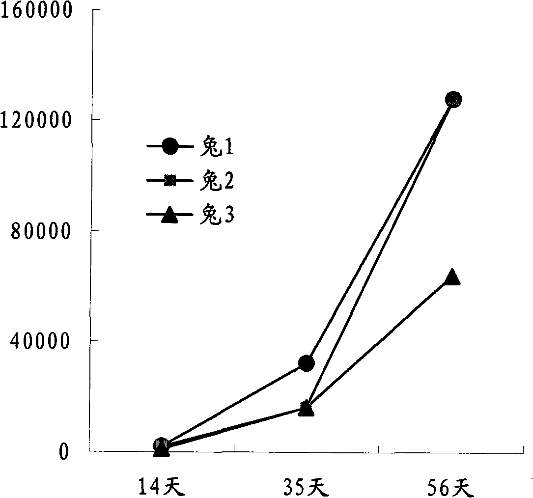 Tumour treatment vaccine CTP37CRM197 immunogen, preparation method and application thereof