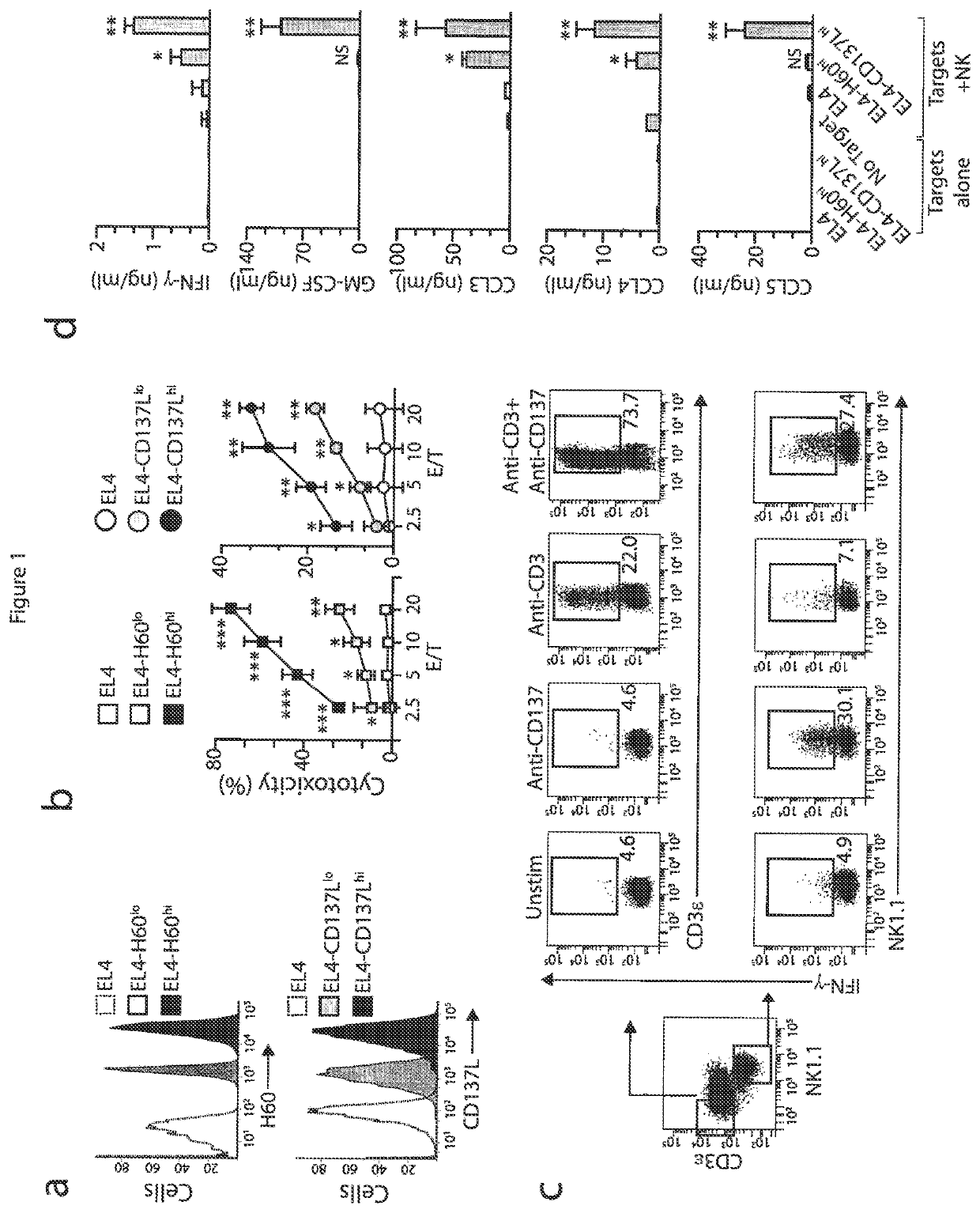 Method of providing cellular therapy using modified natural killer cells or T lymphocytes