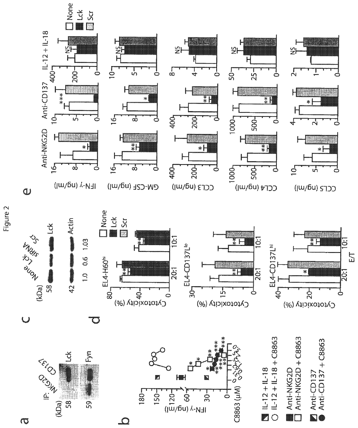 Method of providing cellular therapy using modified natural killer cells or T lymphocytes