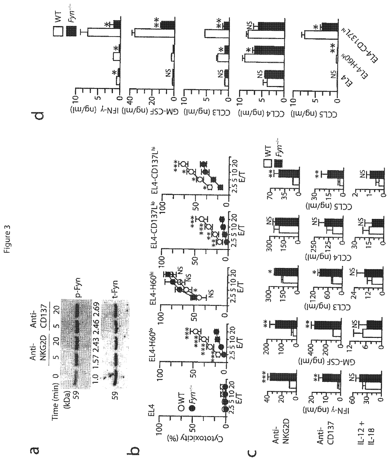 Method of providing cellular therapy using modified natural killer cells or T lymphocytes