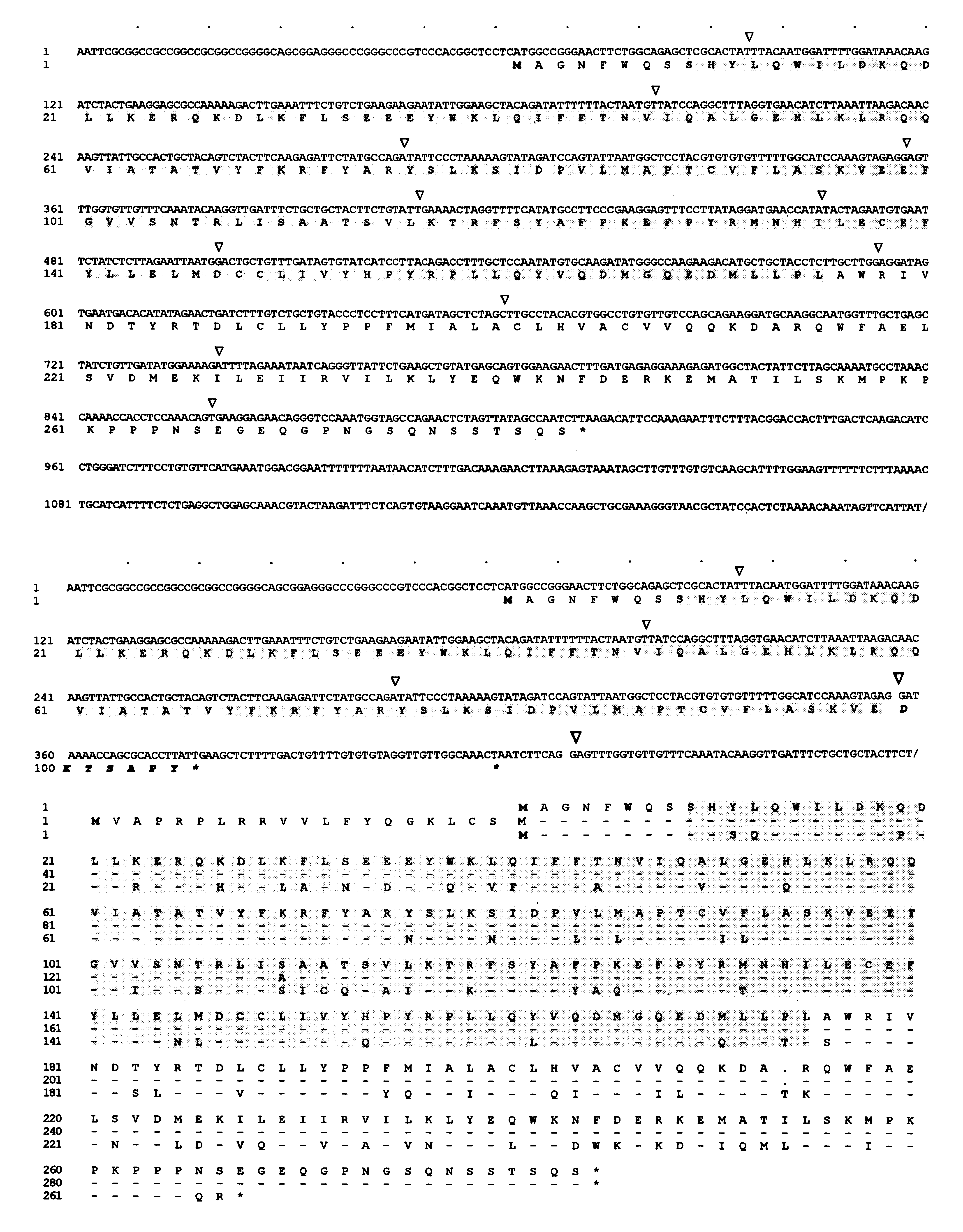 Cyclin-C variants, and diagnostic and therapeutic uses thereof