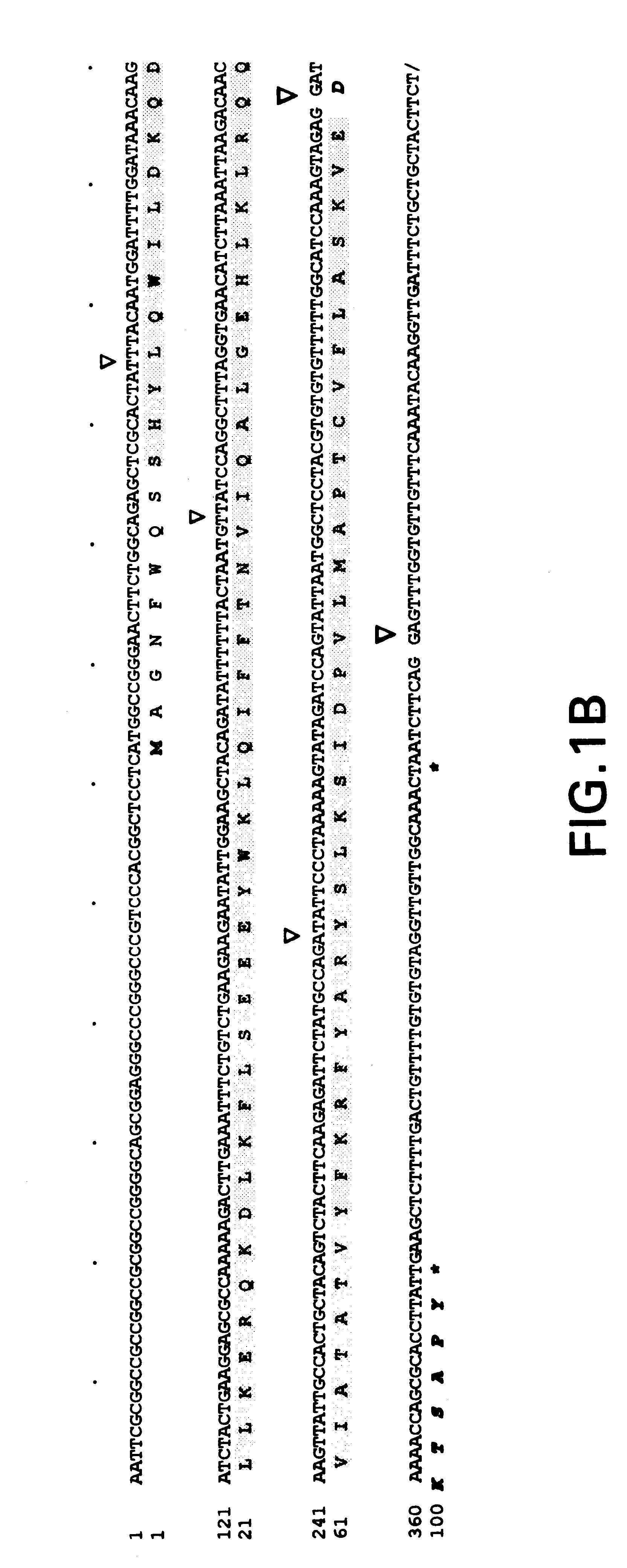 Cyclin-C variants, and diagnostic and therapeutic uses thereof