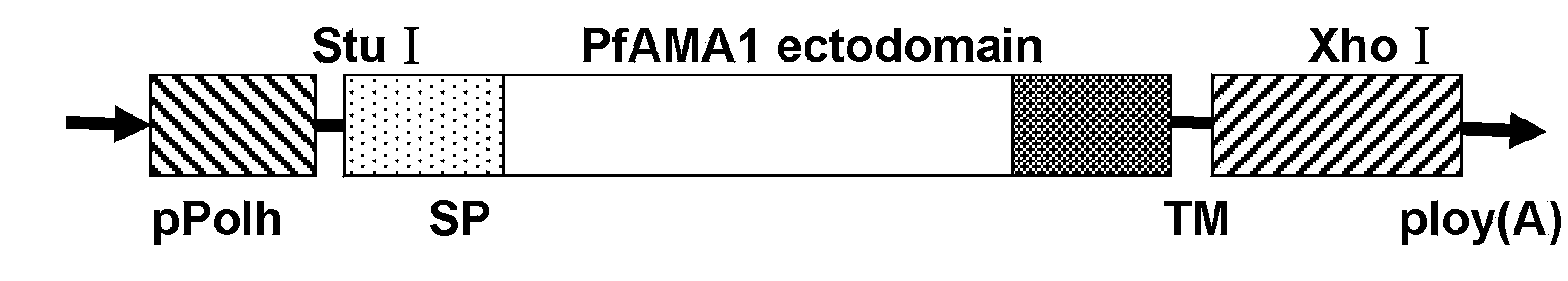 Malignant malaria vaccine and preparation method thereof