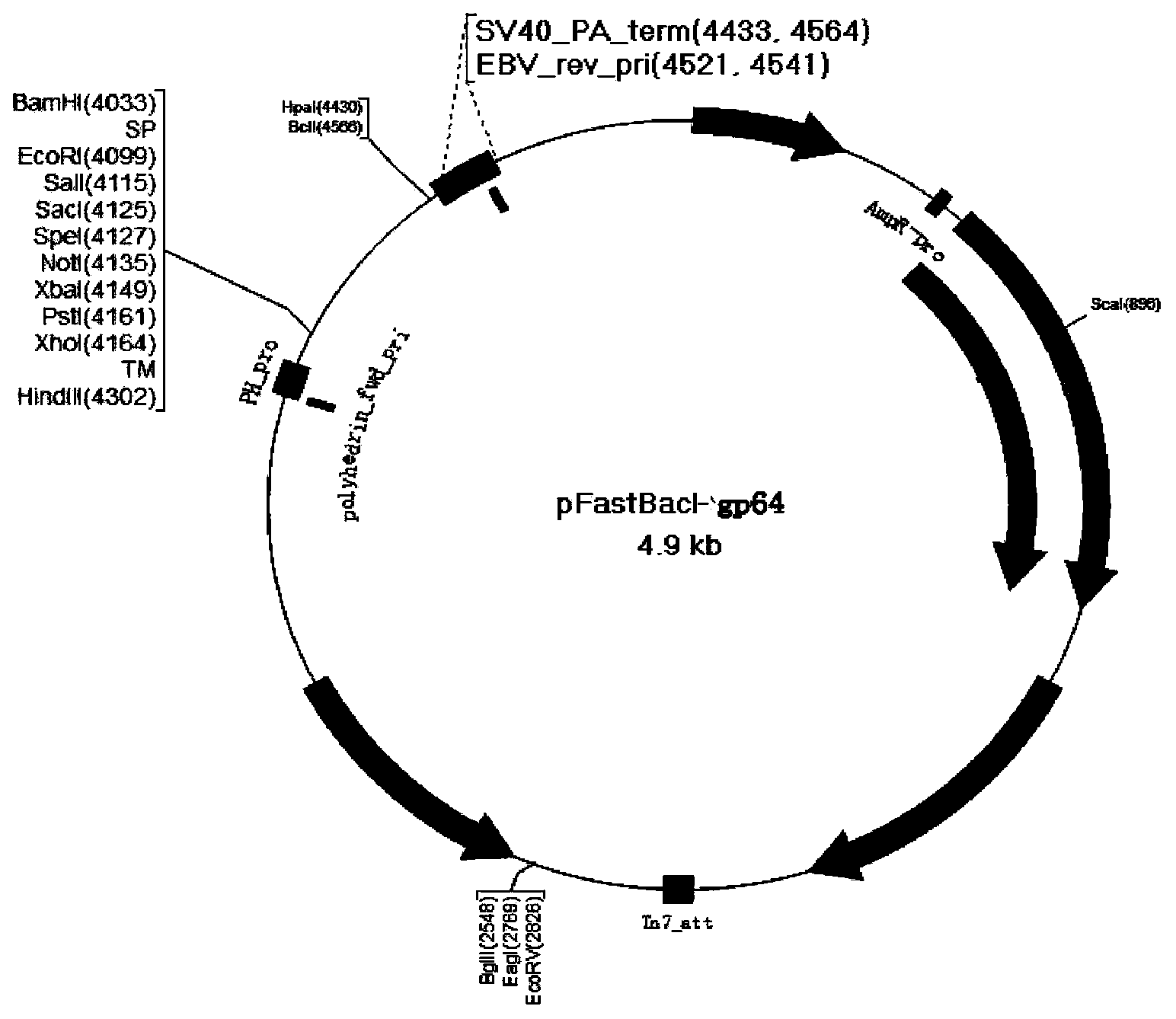 Malignant malaria vaccine and preparation method thereof