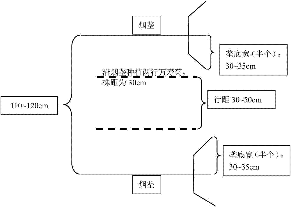 Field planting method preventing tobacco bacterial wilt disease