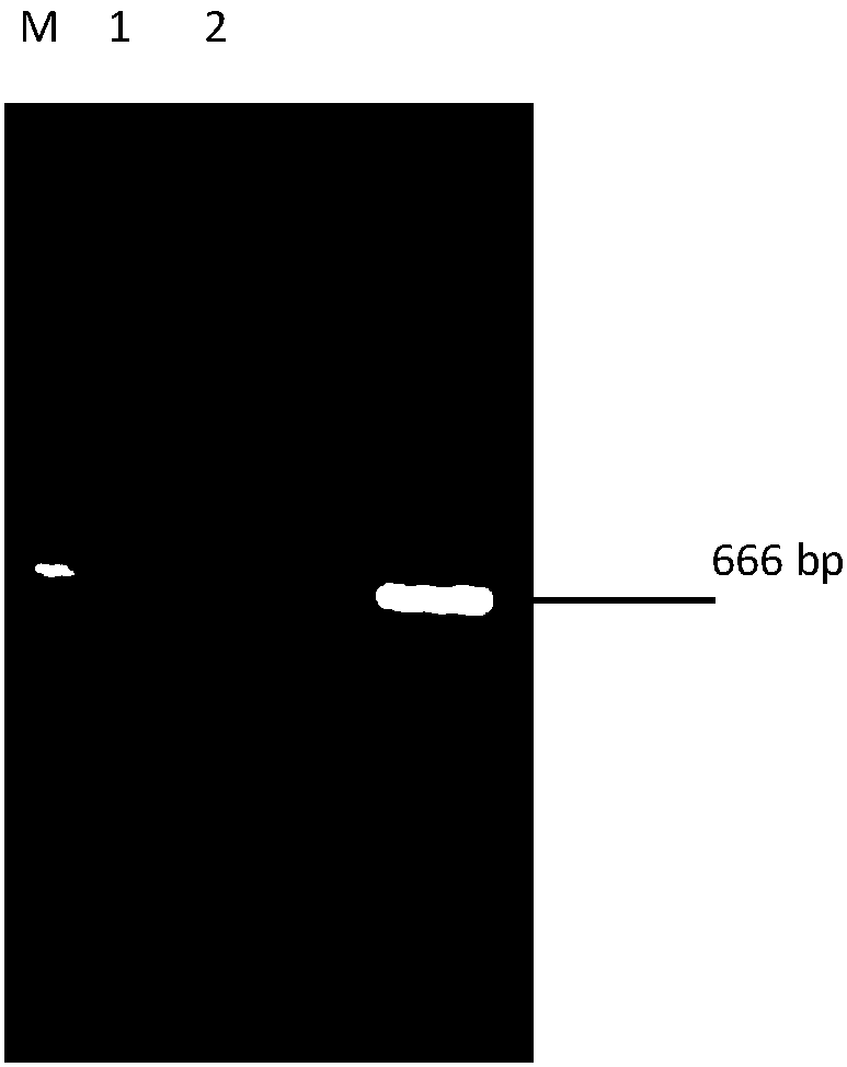 A kind of ehv-1 serum antibody detection kit and preparation method and application