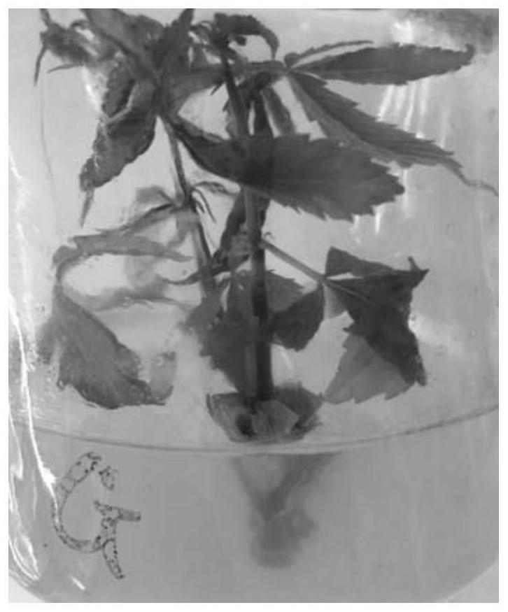 A kind of rapid propagation method of hemp stem tip tissue culture