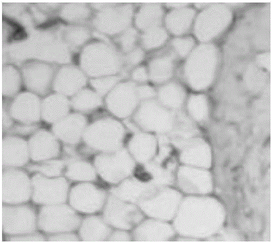 Composition and environment-friendly specimen preserving fluid prepared from same