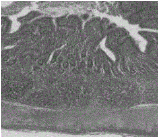 Composition and environment-friendly specimen preserving fluid prepared from same