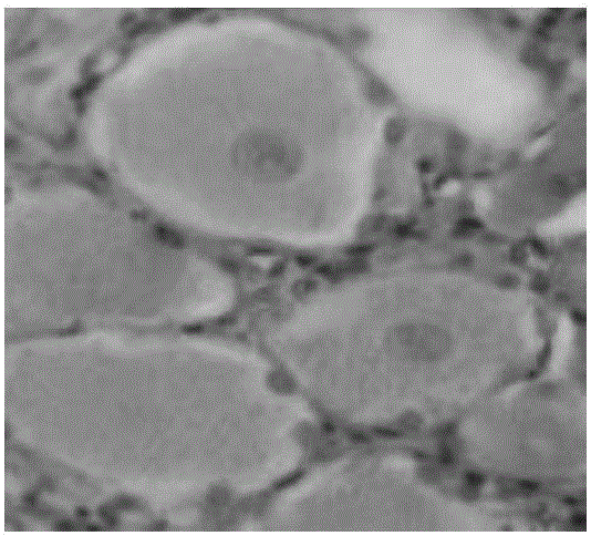 Composition and environment-friendly specimen preserving fluid prepared from same