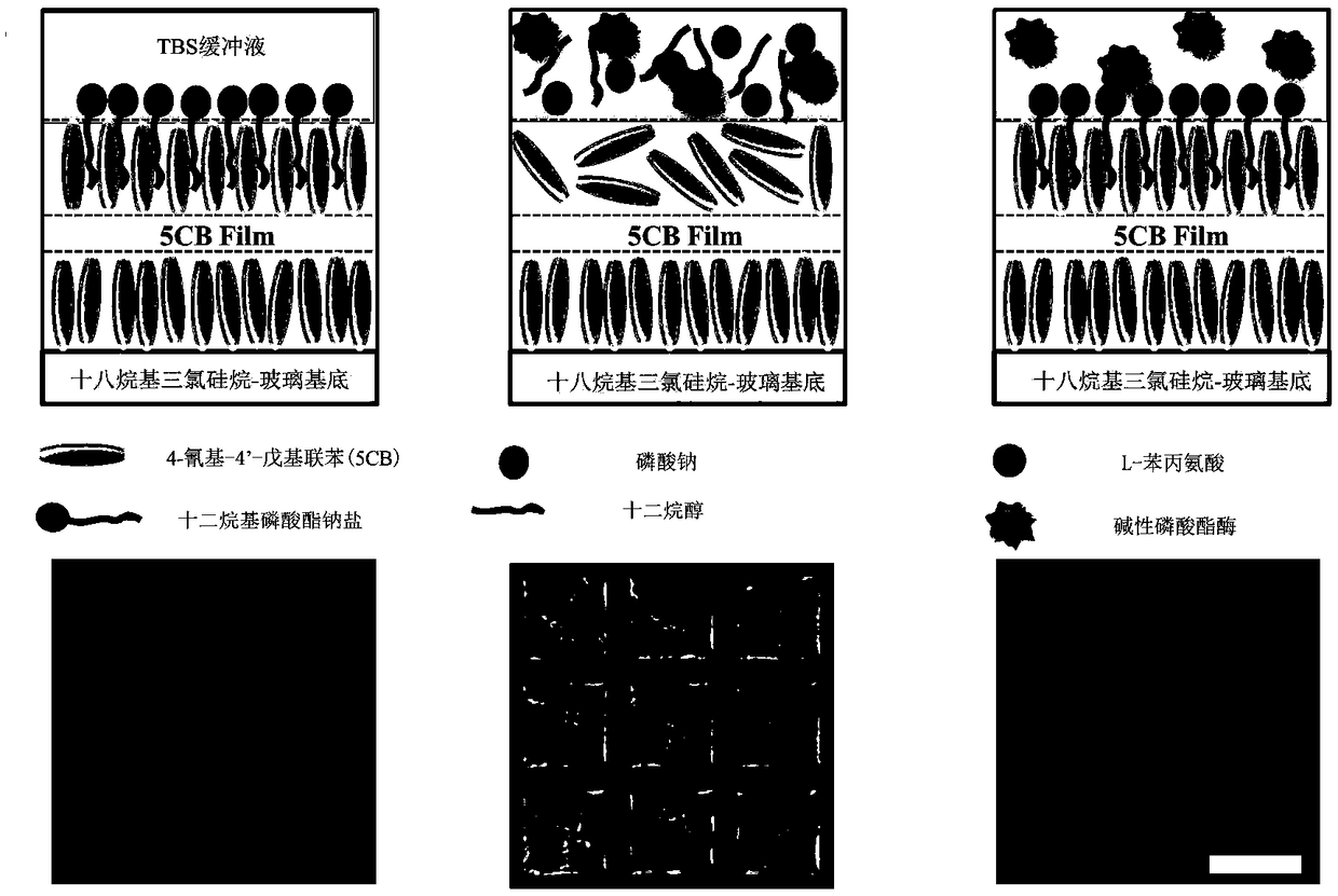 Method for analyzing and detecting L-phenylalanine based on liquid crystal sensor