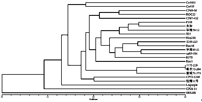 Development method and application of saccharum cultivar genome SSR (simple sequence repeat) molecular marker