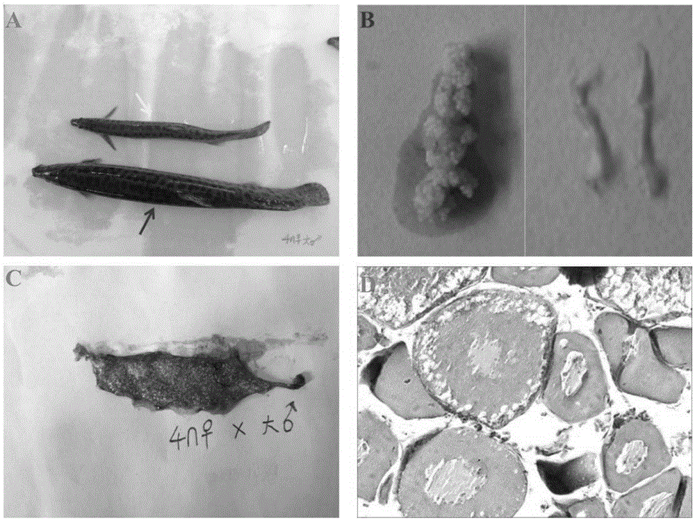 A method to obtain a high proportion of female loach through interspecific hybridization