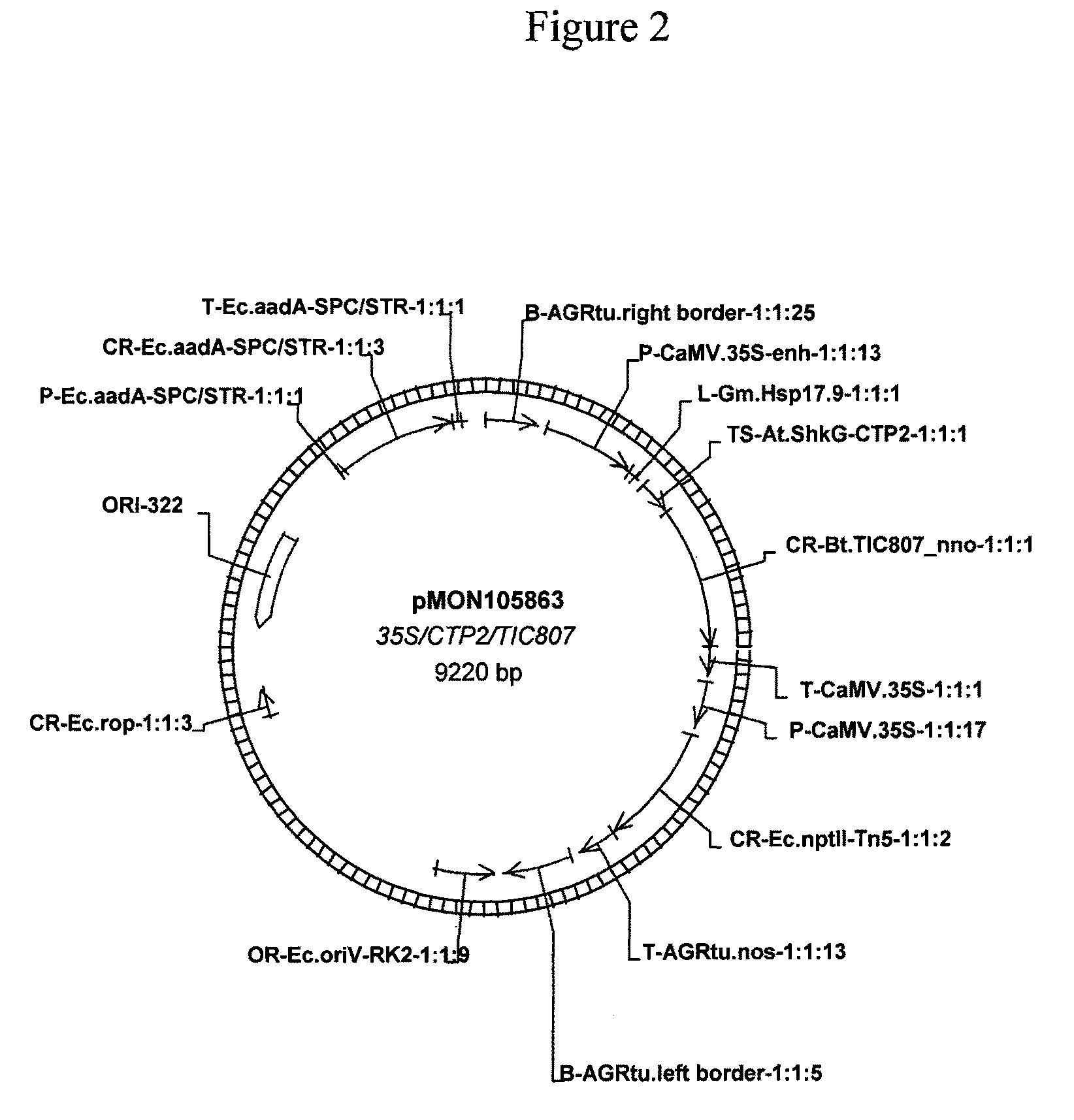 Hemipteran-and coleopteran active toxin proteins from <i>Bacillus thuringiensis </i>