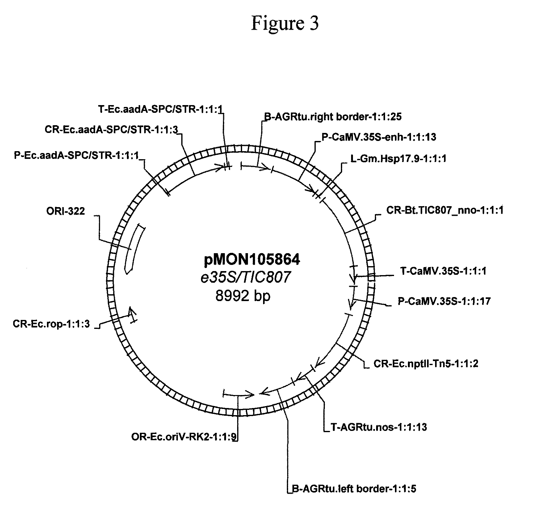 Hemipteran-and coleopteran active toxin proteins from <i>Bacillus thuringiensis </i>