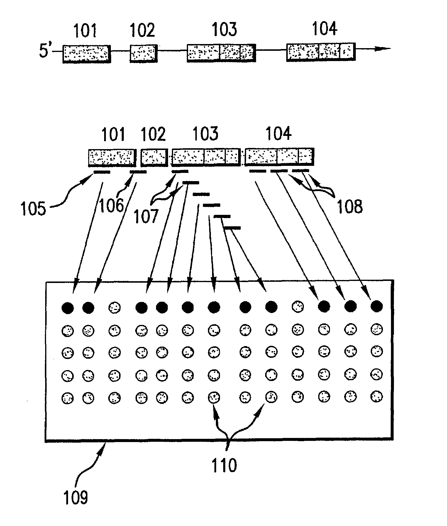 Compositions and methods for exon profiling