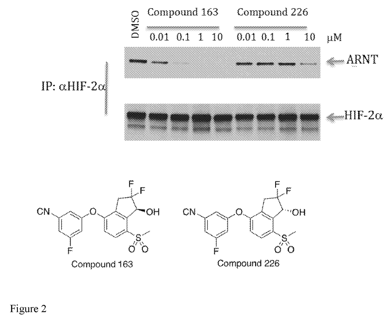 Combination therapy of a hif-2-alpha inhibitor and an immunotherapeutic agent and uses thereof