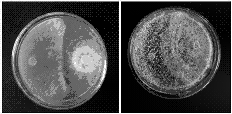 Trichoderma asperellum TD3104 and application thereof in preparation of microbial agent for inhibiting plant pathogenic bacteria