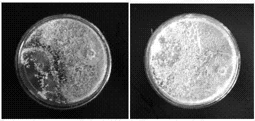 Trichoderma asperellum TD3104 and application thereof in preparation of microbial agent for inhibiting plant pathogenic bacteria