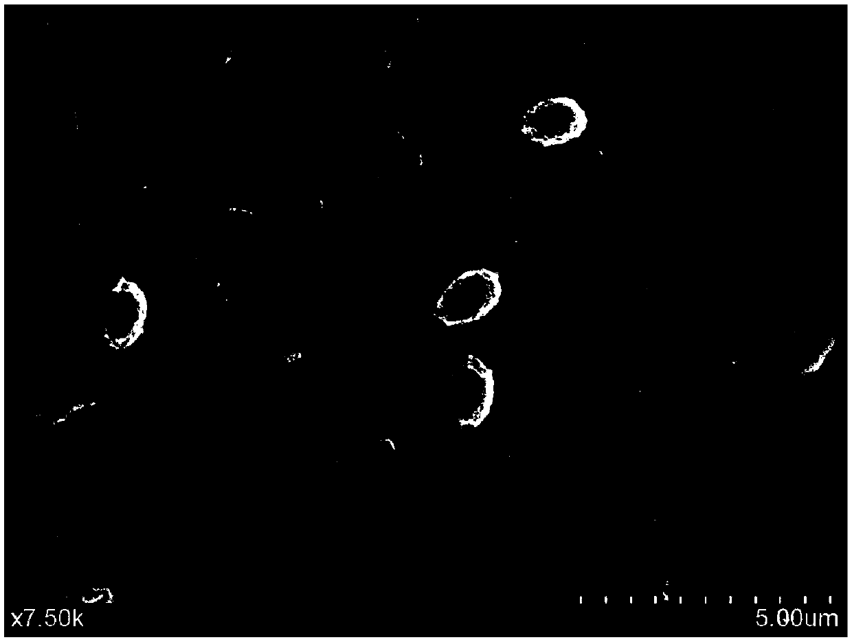 Alteromonas, biological flocculant prepared by utilizing alteromonas and preparation method