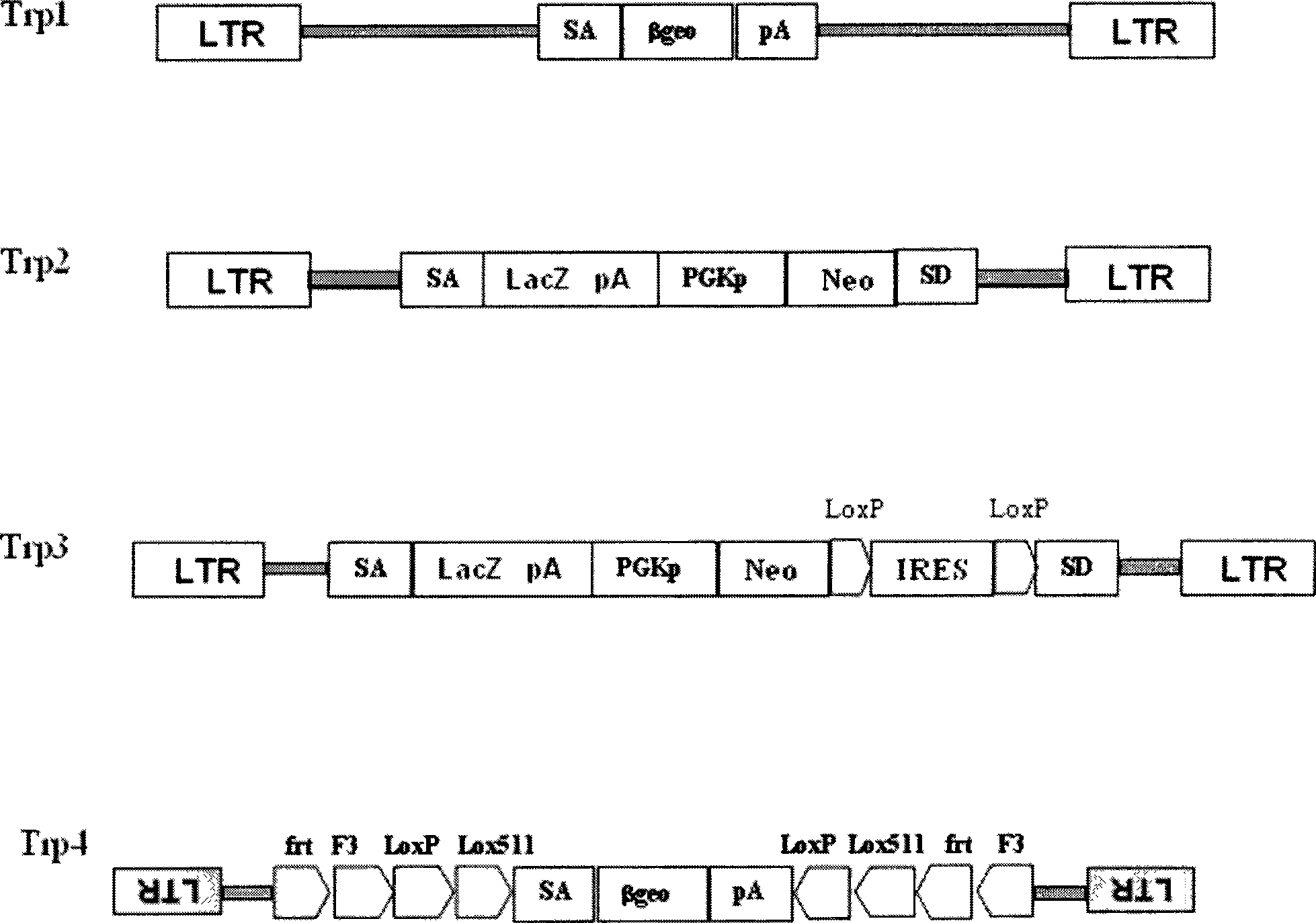 Gene capturing carrier and method for establishment of full genome mutated embryonic stem cell bank