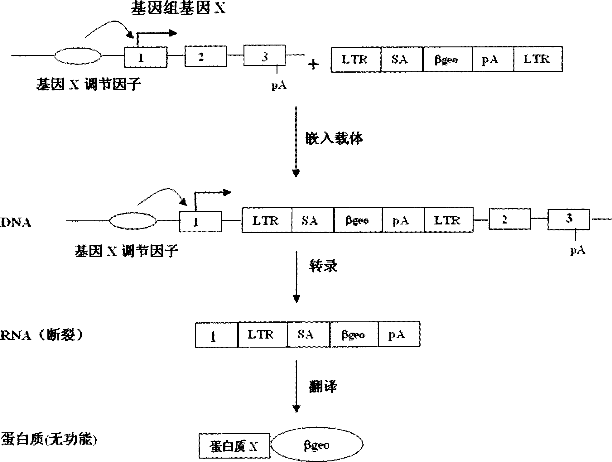 Gene capturing carrier and method for establishment of full genome mutated embryonic stem cell bank