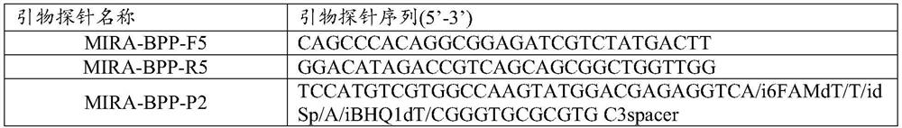 Probe and kit for detecting bordetella parapertussis and use method of kit