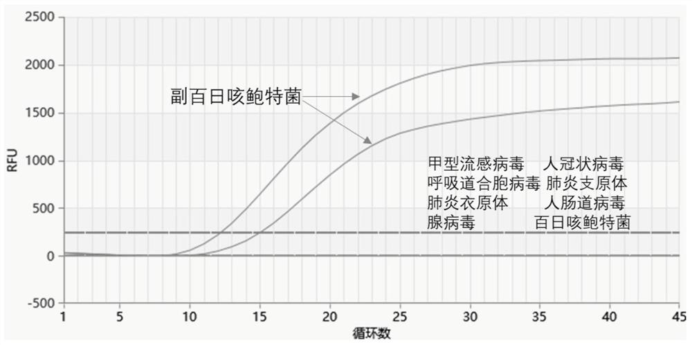 Probe and kit for detecting bordetella parapertussis and use method of kit