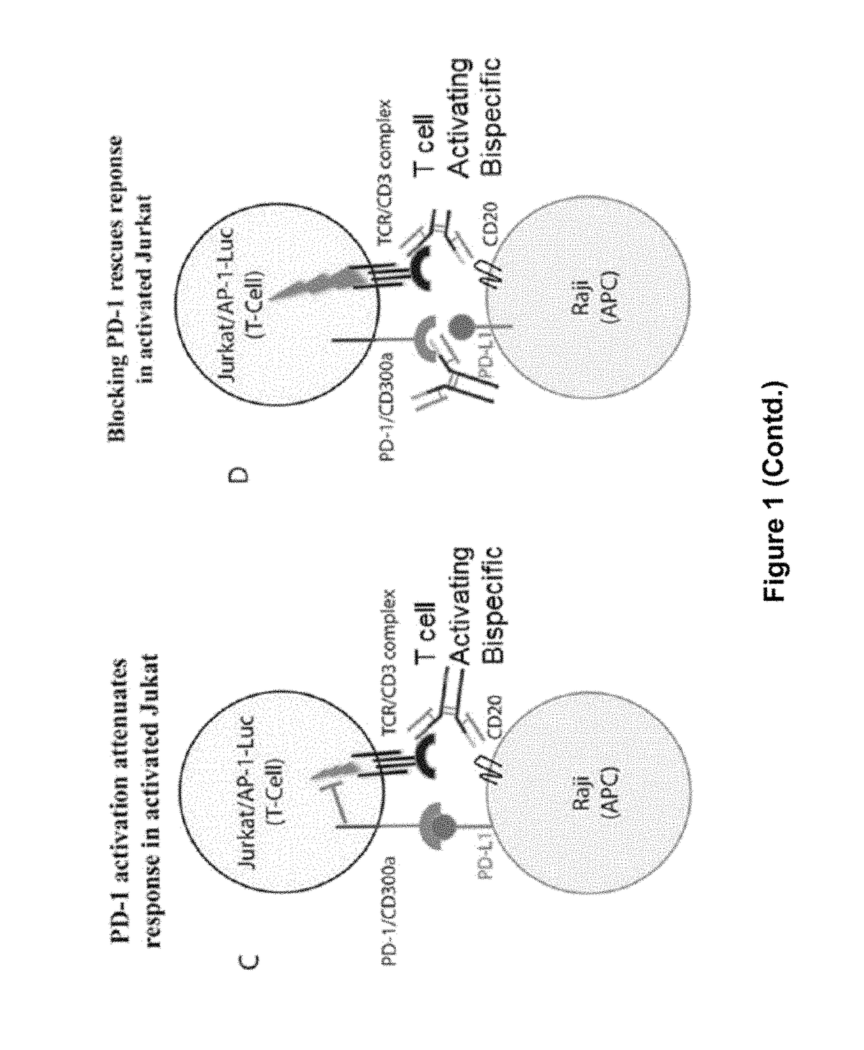 Human antibodies to PD-1