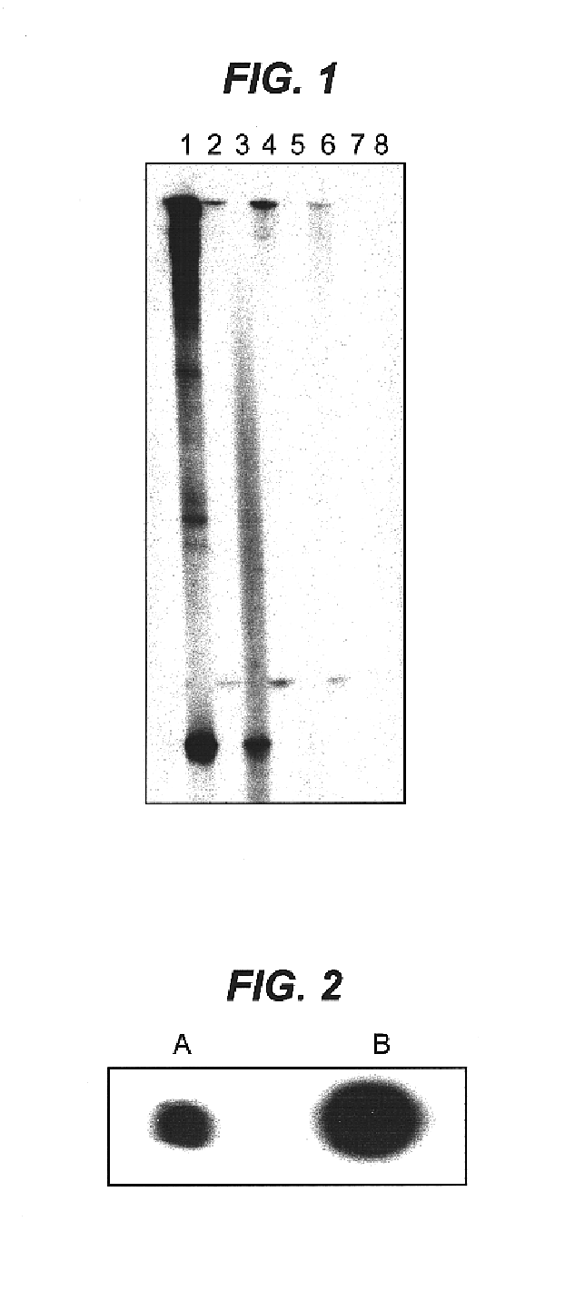 Modified polynucleotides and uses thereof