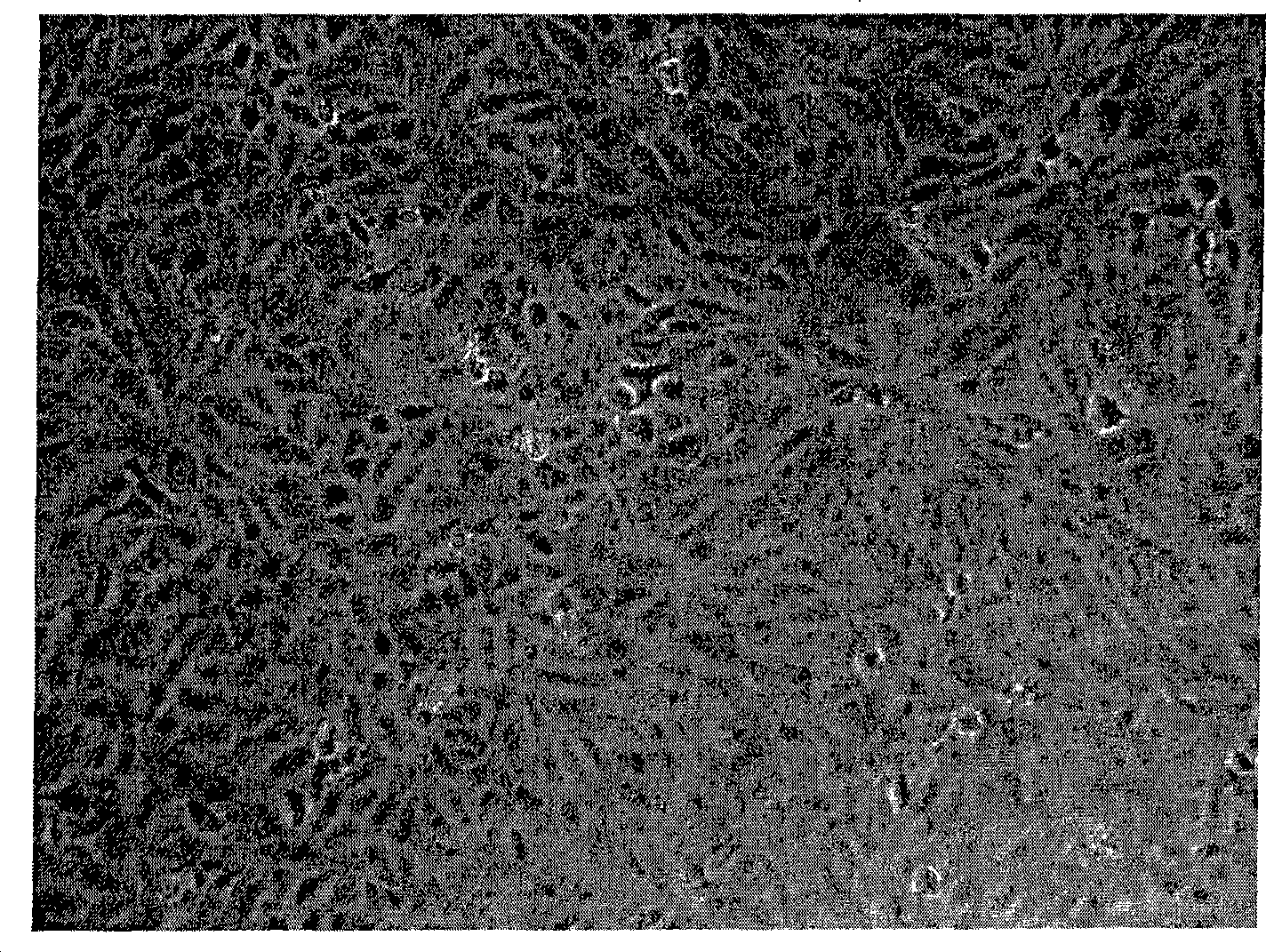 Zooblast culture medium dry powder composition, culture medium composition and preparation method thereof