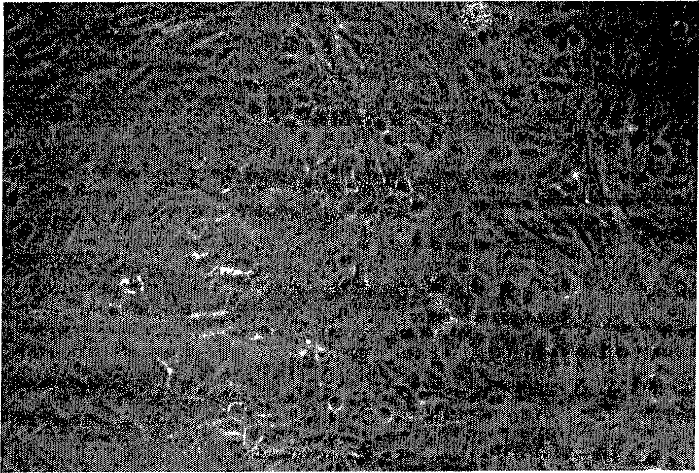 Zooblast culture medium dry powder composition, culture medium composition and preparation method thereof