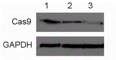 Rapidly-degraded Cas9-ODC422-461 fusion protein and application thereof