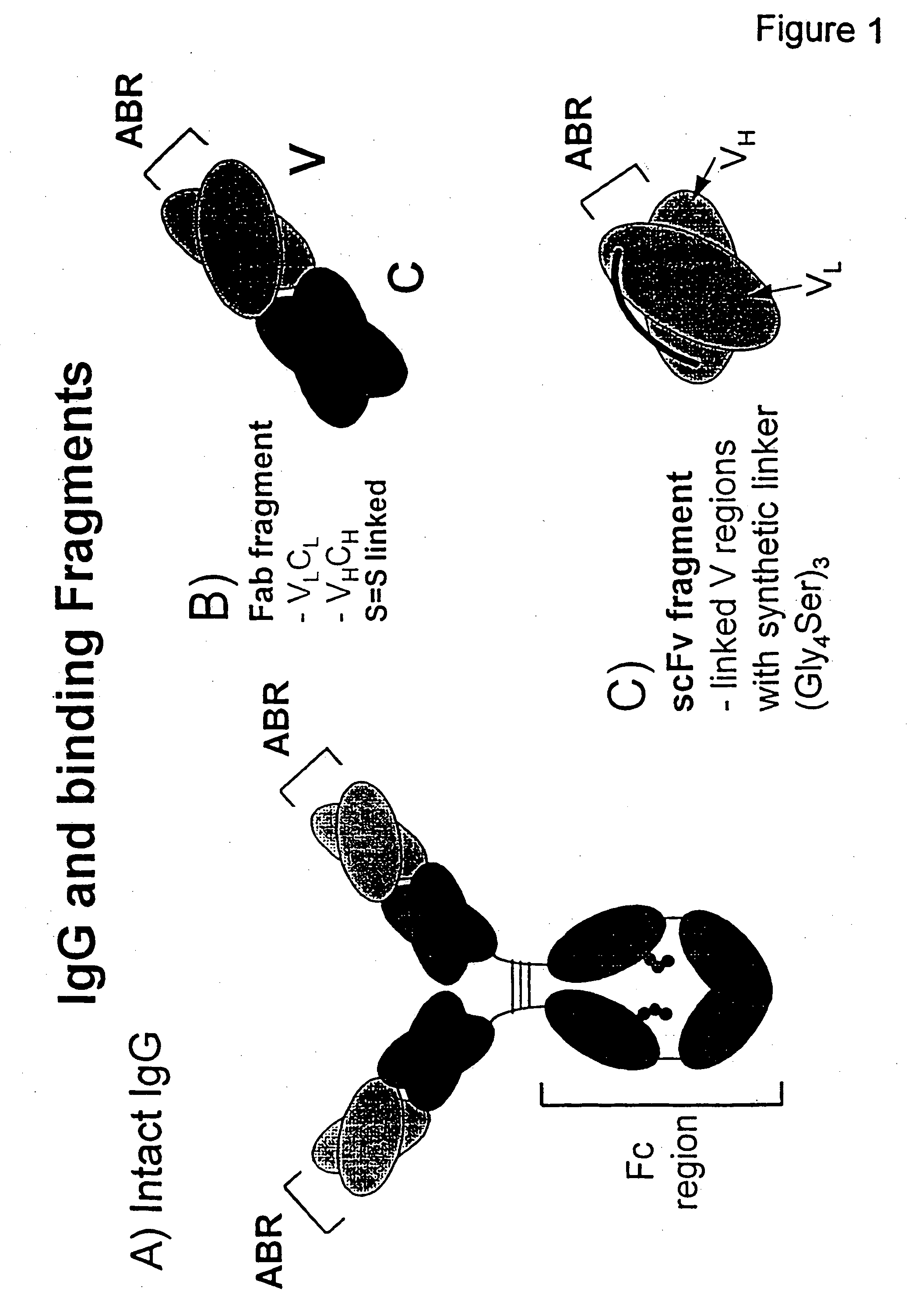 Bifunctional molecules