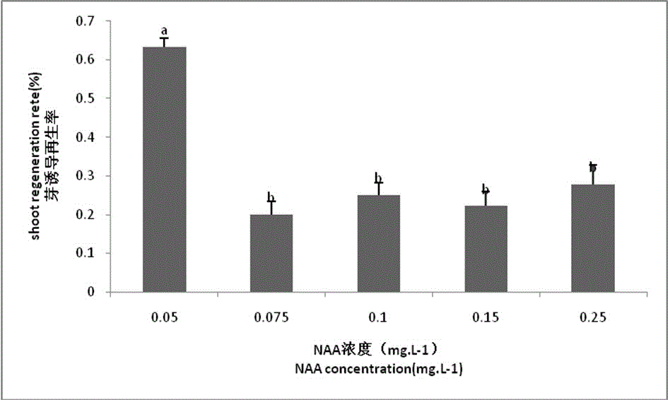 Building method of eucapyptus urophylla leaf-induced plantlet regeneration system