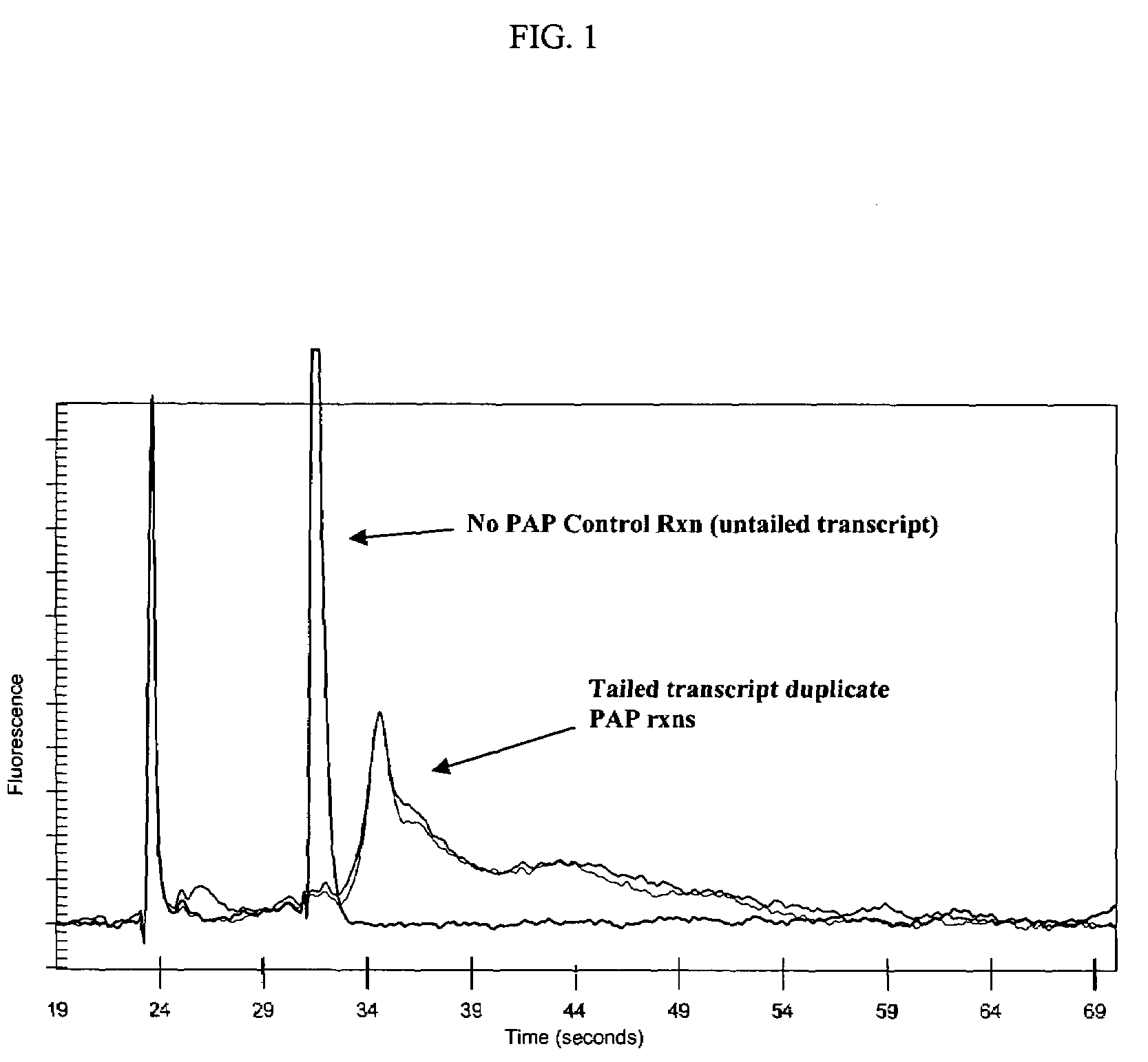 Methods and compositions for tailing and amplifying RNA