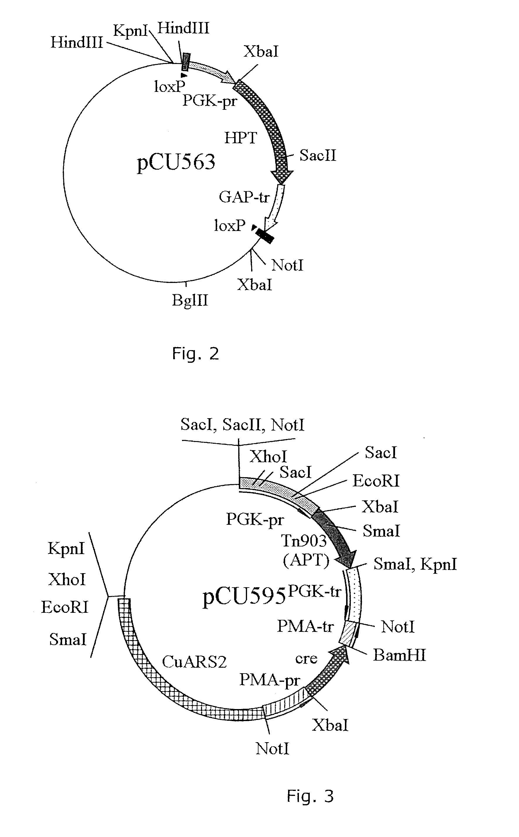 Method for highly efficient production of lactic acid using candida utilis