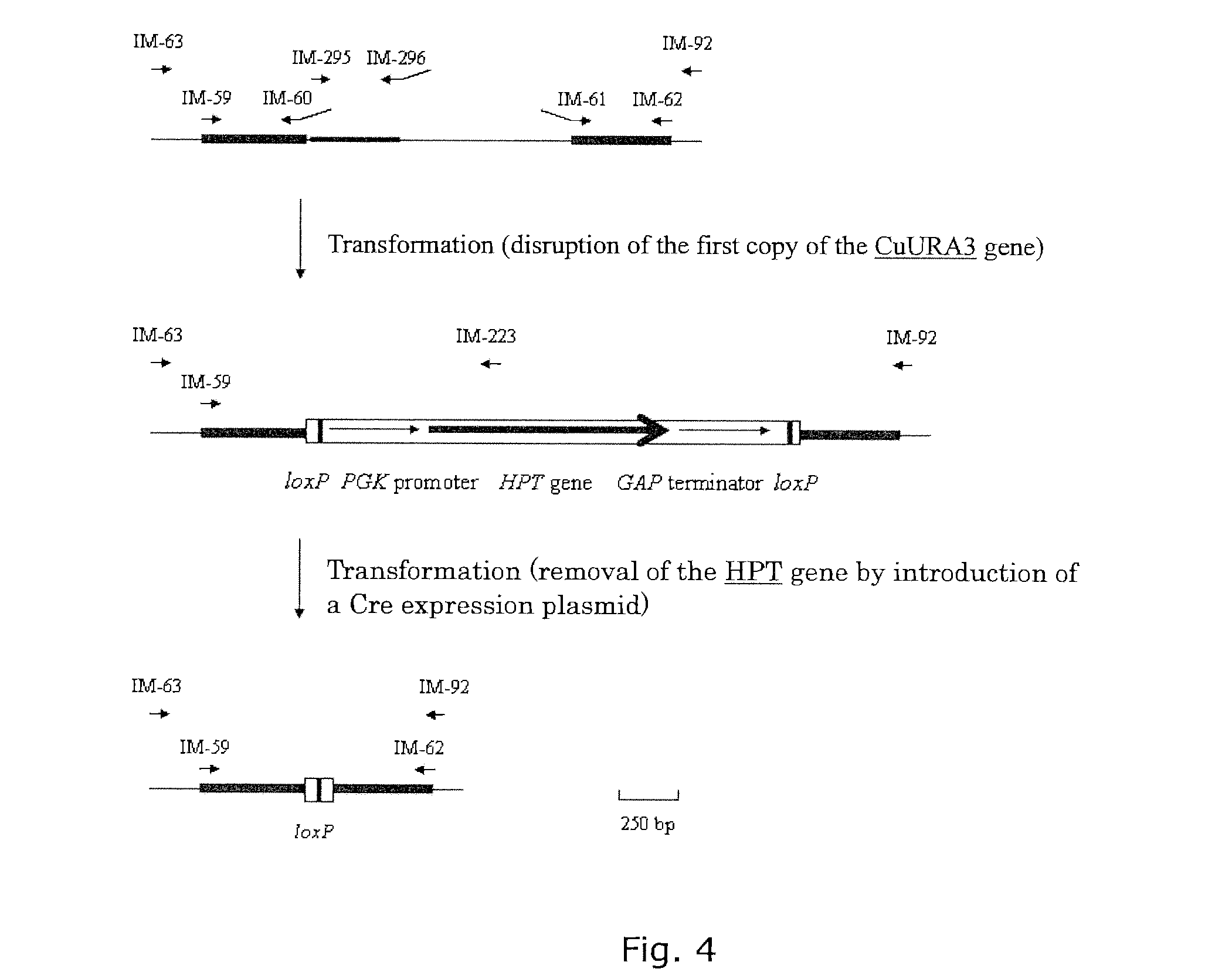 Method for highly efficient production of lactic acid using candida utilis