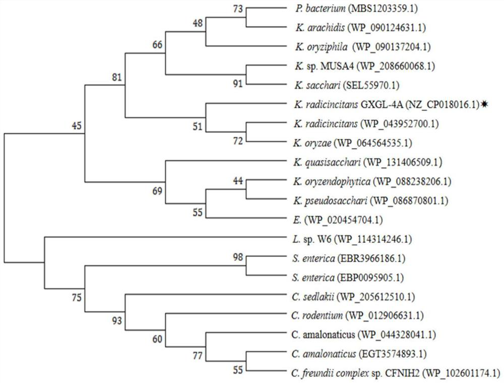 Application of guaA gene, plasmid and strain in expression of azotobacter siderophore