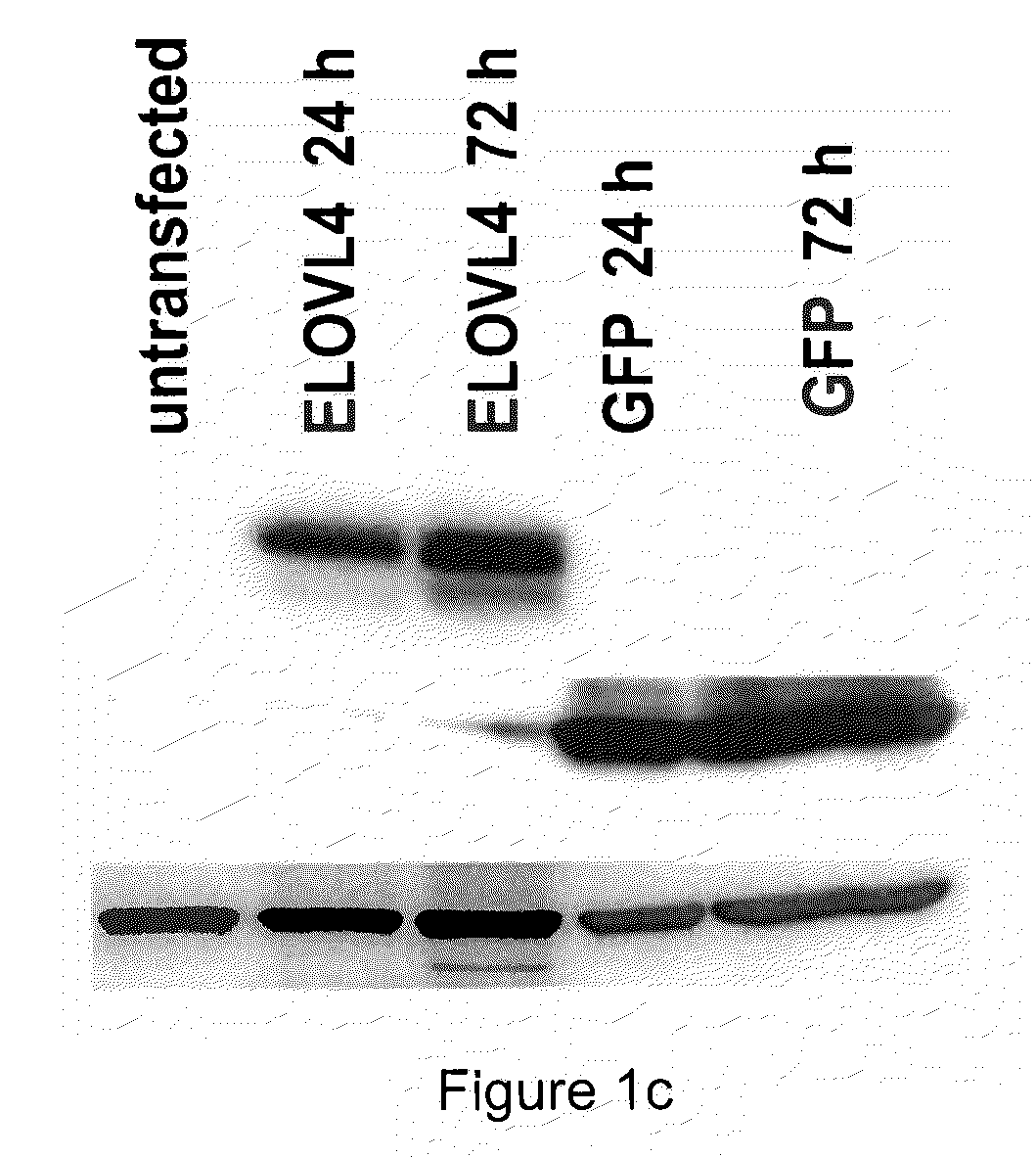 Very long chain polyunsaturated fatty acids, methods of production, and uses